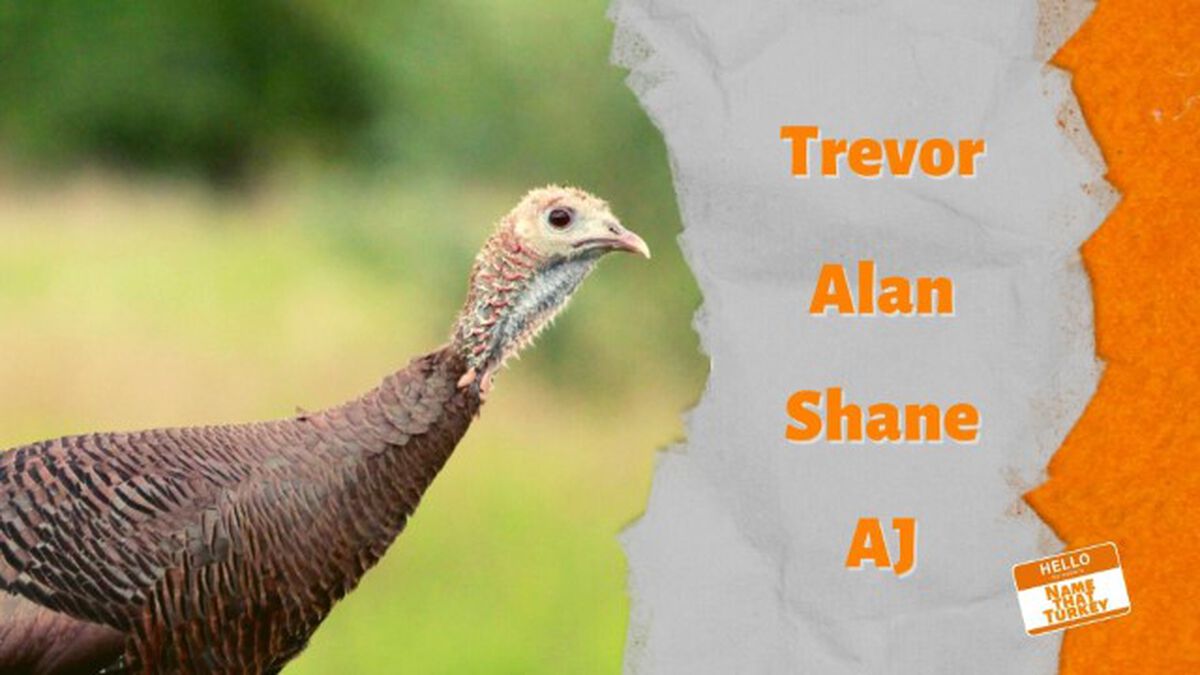 Name That Turkey image number 3